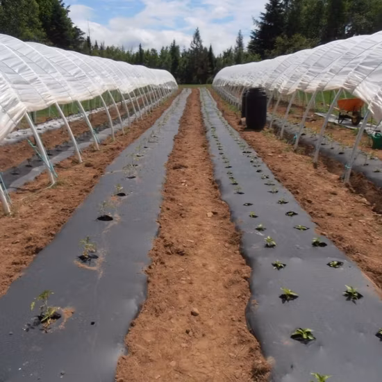 Preço de fábrica chinês fornecimento de filme mulch preto prateado agrícola com preço baixo